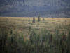 16Aug: Grizzly Bear, KM443, Dempster Highway, YT