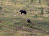 16Aug: Grizzly Bear, KM443, Dempster Highway, YT