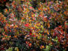 16Aug: Dwarf Birch, Arctic Circle, KM406, Dempster Highway, YT