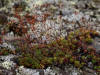 16Aug: Three-toothed Saxifrage (Saxifraga tricuspidata), Ogilvie Ridge, YT