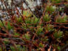 16Aug: Three-toothed Saxifrage (Saxifraga tricuspidata), Ogilvie Ridge, YT