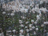 17Aug: seed head of Mountain Avens, KM 158, Dempster Hwy, YT