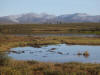 17Aug: KM 118, Dempster Hwy, YT