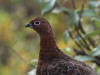 17Aug: Willow Ptarmigan, KM91, Dempster Hwy, YT