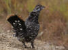 17Aug: Spruce Grouse, KM13, Dempster Hwy, YT