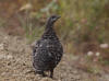 17Aug: Spruce Grouse, KM13, Dempster Hwy, YT