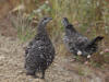 17Aug: Spruce Grouse, KM13, Dempster Hwy, YT