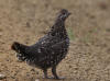 17Aug: Spruce Grouse, KM13, Dempster Hwy, YT