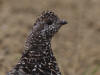 17Aug: Spruce Grouse, KM13, Dempster Hwy, YT