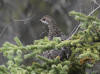 17Aug: Spruce Grouse, KM13, Dempster Hwy, YT