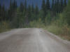 17Aug: Sharp-tailed Grouse, KM7, Dempster Hwy, YT