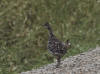 17Aug: Sharp-tailed Grouse, KM7, Dempster Hwy, YT
