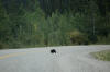 17Aug: Porcupine, KM515, Klondike Hwy, YT