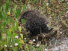 17Aug: Porcupine, KM515, Klondike Hwy, YT