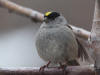 10Jun: Golden-crowned Sparrow, Arctic Valley, AK