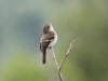 10Jun: Alder Flycatcher, Arctic Valley, AK