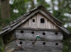 10Jun: Violet-green Swallow, Eagle River Nature Center, AK