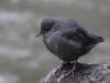 11Jun: American Dipper (juvenile), Anchorage, AK
