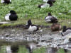 11Jun: Ring-necked Duck with Greater Scaup, Westchester Lagoon, Anchorage