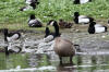 11Jun: Cackling Goose, Westchester Lagoon, Anchorage, AK