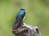 13Jun: Tree Swallow, Potter Marsh, AK