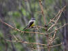 13Jun: Western Kingbird, Westchester Lagoon, Anchorage, AK