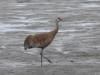 13Jun: Sandhill Crane, Coastal Trail, Anchorage, AK