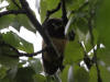13Jun: Northern Saw-whet Owl (juvenile), near Potter Marsh, AK