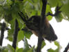 13Jun: Northern Saw-whet Owl (juvenile), near Potter Marsh, AK