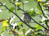 14Jun: Savannah Sparrow, Palmer-Matanuska Road, AK