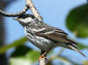 14Jun: Blackpoll Warbler, Palmer-Matanuska Road, AK