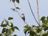 14Jun: Alder Flycatcher, Palmer-Matanuska Road, AK