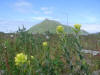 12Jul: Coastal Paintbrush, Dutch Harbor, AK