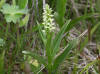 12Jul: Bog Orchid, Dutch Harbor, AK