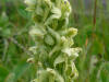 12Jul: Bog Orchid, Dutch Harbor, AK