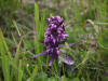 12Jul: Purple Orchid, Dutch Harbor, AK