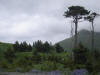 13Jul: Sitka Spruce planted 1805, Dutch Harbor, AK