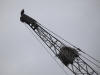 13Jul: Bald Eagle nesting on crane boom, Dutch Harbor, AK