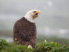 13Jul: Bald Eagle, Dutch Harbor, AK