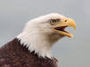 13Jul: Bald Eagle, Dutch Harbor, AK