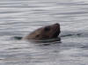 13Jul: Harbor Seal, Amaknak Island, AK