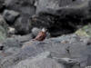 13Jul: Gray-crowned Rosy-Finch, Amaknak Island, AK