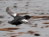 13Jul: Pigeon Guillemot, Amaknak Island, AK