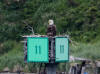 13Jul: Bald Eagle and nestling, Dutch Harbor, AK