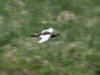 13Jul: Rock Ptarmigan, Amaknak Island, AK