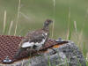 13Jul: Rock Ptarmigan, Amaknak Island, AK