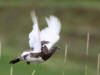 13Jul: Rock Ptarmigan, Amaknak Island, AK