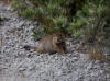 13Jul: Arctic Ground Squirrel (juvenile), Amaknak Island