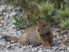 13Jul: Arctic Ground Squirrel (juvenile), Amaknak Island