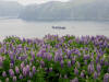13Jul: Nootka Lupine, Dutch Harbor, AK